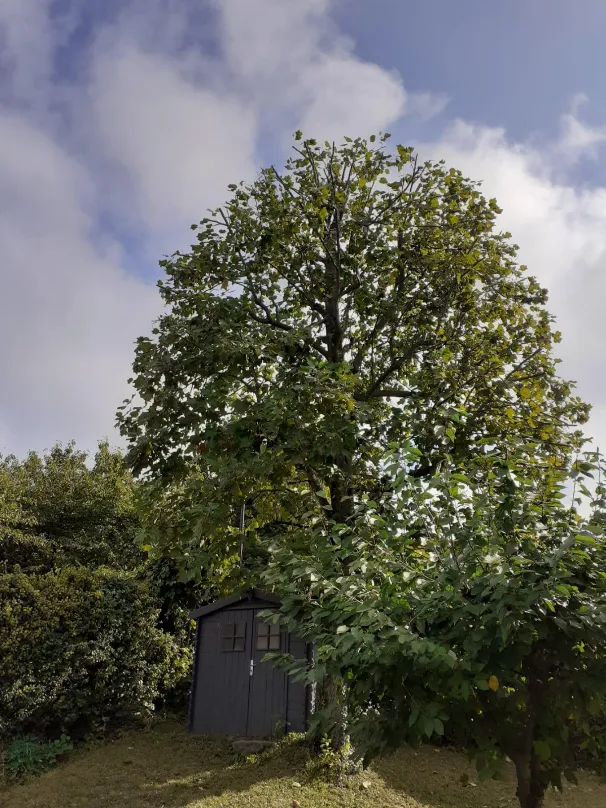 Après intervention : élagage d'un arbre d'ornement — Secteur Heyrieux (38)
