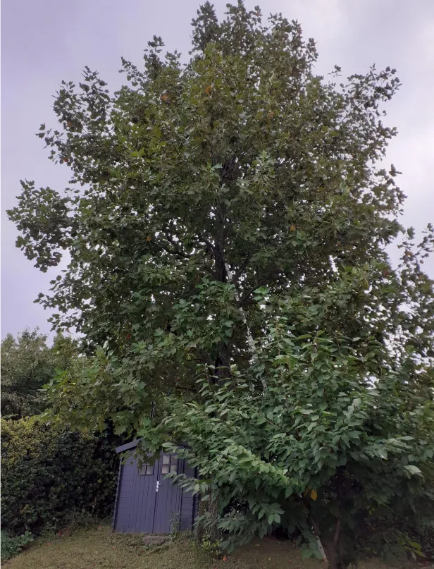 Avant intervention : élagage d'un arbre d'ornement — Secteur Heyrieux (38)