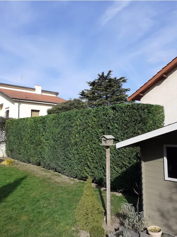 Après intervention : taille d'une haie de conifères en hauteur — Secteur Diémoz (38)