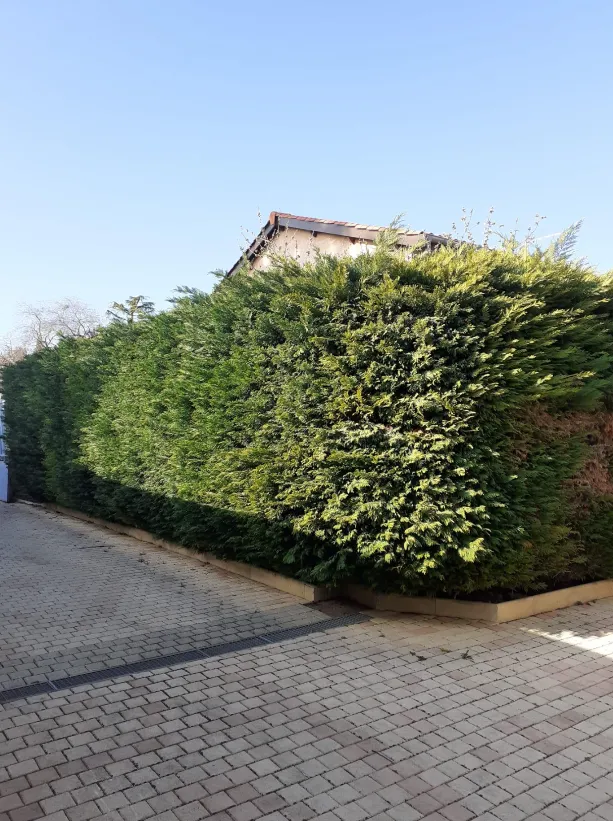 Avant intervention : taille au cordeau d'une haie de thuyas — Secteur Isère (38)